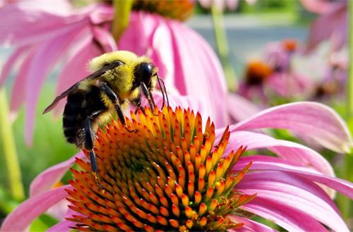 Echinacea Purpurea Extract 