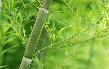 bamboo extract uses