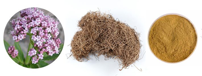 Valerian Extract