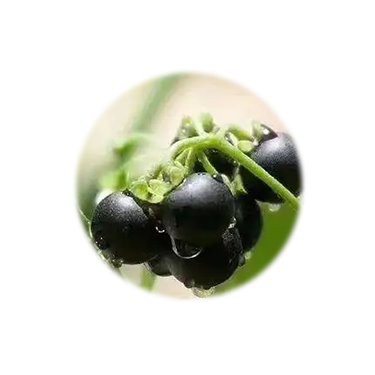 black nightshade